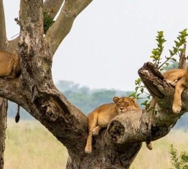 Uganda Safari